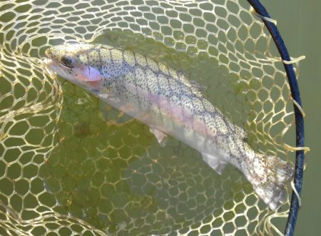 大安トラウトレイク 釣果